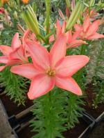 [4003 Little Kiss No02.JPG]